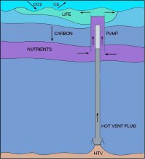Using energy from a hydrothermal vent to pump nutrient to the surface of the ocean.